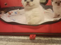 British shorthair blue point yavrumuz