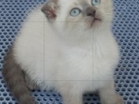 Güzel british shorthair yavrular
