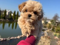 En Özel Kore Maltipoo Yavruları