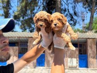 Maltipoo yavrularımız