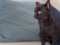 Chocolate 4 aylık erkek yavru chihuahua