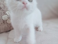 Karbeyaz scottish fold erkek