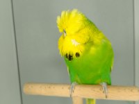 Show jumbo muhabbet kuşu