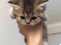 British Shorthair Yavrular
