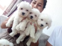 0 boy maltese yavrularımız