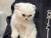 Scottish fold güzel yavrularımız