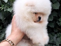 Luvpaw dan Ayı Surat Pomeranian Boo Yavrular