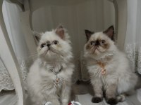 İran persian
