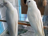 Erkek Dişi Albino Sultan Papağanı Yavrulu Takım