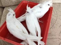 Albino sultan papağanı yavrusu
