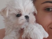 ŞECERE EVRAKI KORE MALTESE BEBEKLER