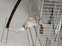 Beyaz renk (albino) erkek sultan papağanı