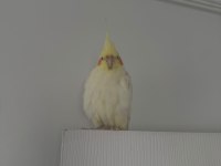 1 yaşında erkek sultan papağanı ele alışkın
