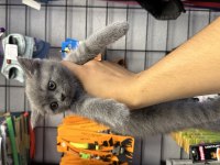 British Shorthair grey