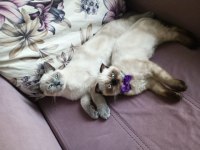 Blue point scottish fold yavrumuz