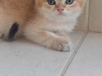 Acil Bursa Golden erkek ve dişi british shorthair yavrular