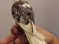 4 Aylık Ful Evcil Sultan Papağanı