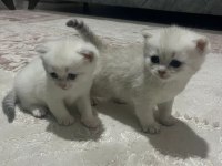 SEVİMLİ BRİTİSH SHORTHAİR KEDİLERİMİZ