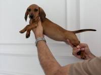 Ukrayna doğumlu dişi dachshund yavrumuz (Sosis)