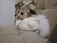British shorthair 7 aylık erkek