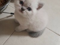 British shorthair bebekler 2 aylık