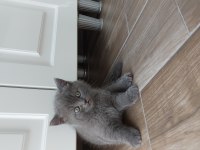 50 günlük british shorthair yavrular