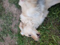 YAVRU GOLDEN RETRİEVER