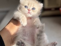 Ay12 Blue Golden Nadir Renk Kedimiz