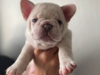 A KALİTE FRENCH BULLDOG YAVRULAR İÇİN İLETİŞİME GEÇİN