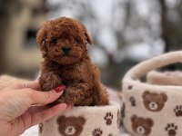 Ev Üretimi Wc Eğitimli Toy Poodle
