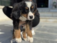 Petmode köpek çiftliğinde ziyarete açık bernese dog