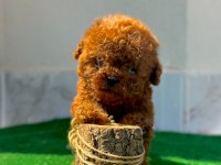 Üst Kalite Bardak Boy Toy Poodle Yavrularımız