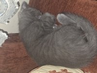 Safkan british shorthair yavrular