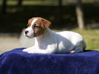 FCI (KIF) şecereli safkan kısa tüylü yavru jack russell