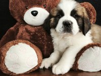 DEV KÖPEK SAİNT BERNARD YAVRULAR