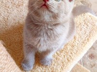 GRİ LİLAC DİŞİ ERKEK YAVRU KEDİLER