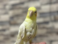 4 Kelime Konuşan Erkek Sultan Papağanı