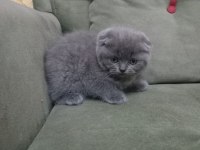Scottish fold kedimiz