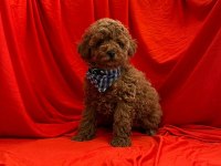 Sevimli Toy Poodle Yavrularımız