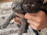 Güzeller güzeli yavrularımız scottish fold
