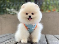 POMERANİAN