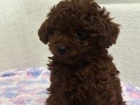 Erkek Teacup Dark Redbrown Kore Poodle