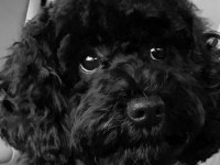 Toy Poodle Siyah Erkek Uygun