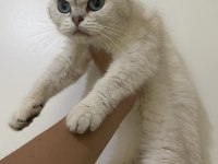 British shorthair silver 18 aylık dişi