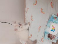 Bakalım ona hangi şanslı kedimize sahip olacak