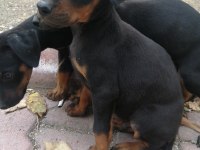 Doberman Pinscher Yavrusu ACİL sahiplendirilecektir