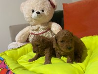 Bir avuç mutluluk köpeğimiz