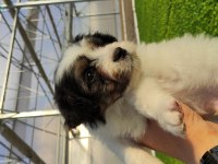3 erkek 60 günlük köpeğimiz ankara