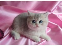 Şafkan British Shorthair