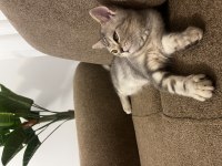 7 aylık british shorthair
